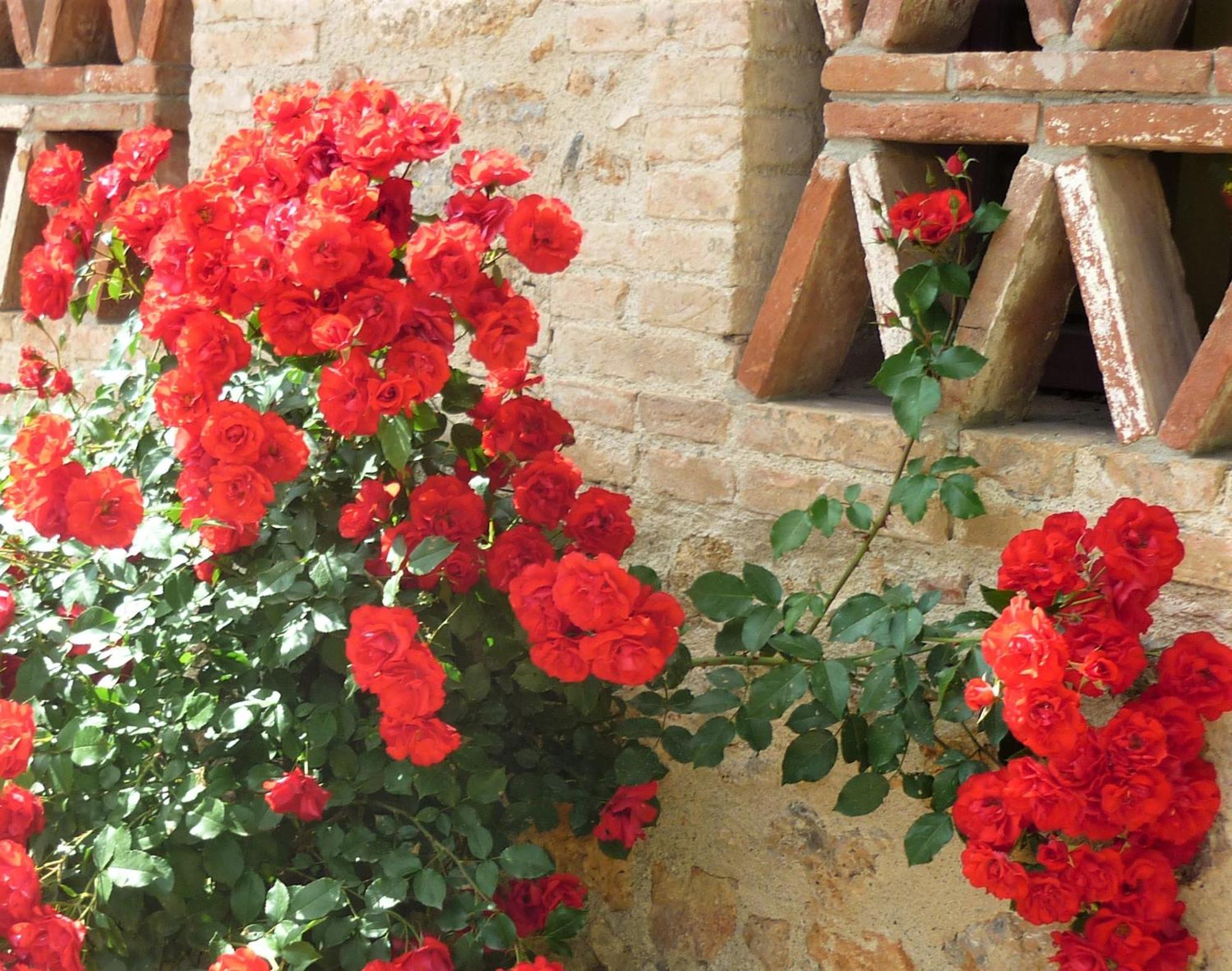 Fattoria Agriturismo Nerbona Casole d'Elsa Exterior photo